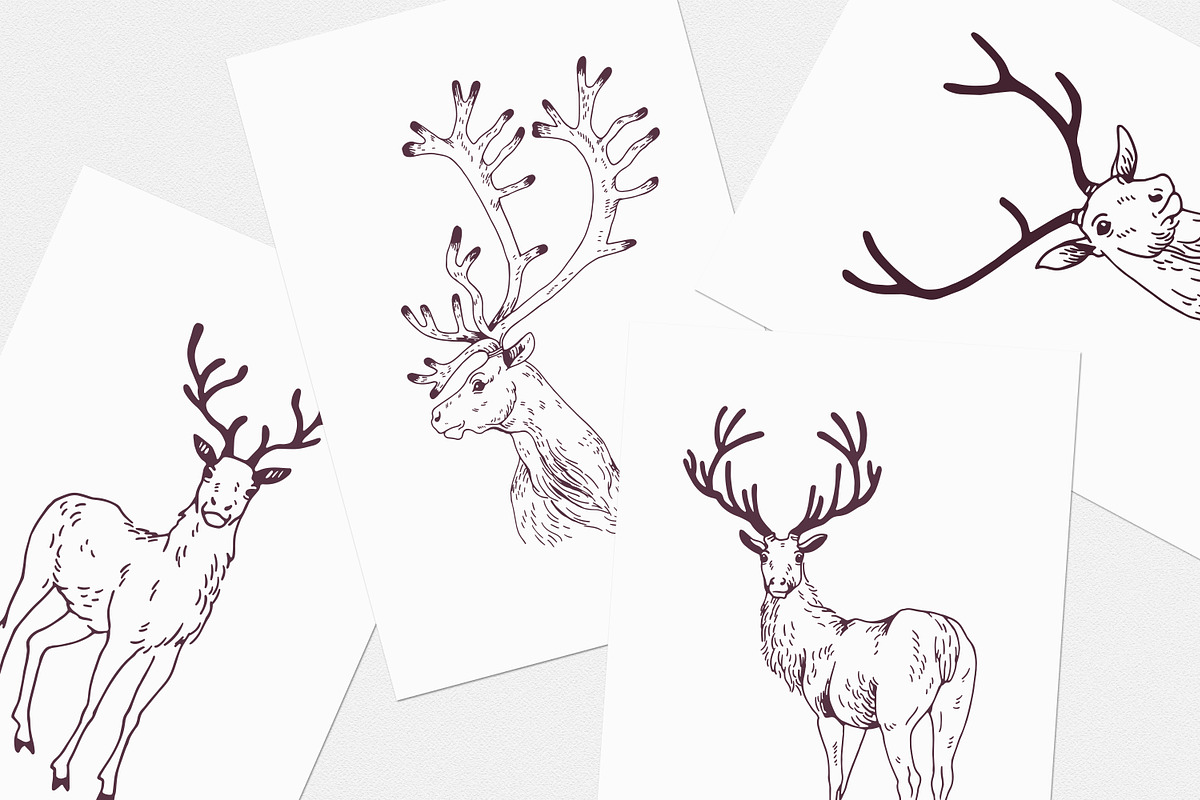 Deer sketch set, an Animal Illustration by Good Studio (Photo 5 of 5)
