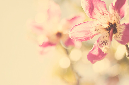 Beautiful pink flowers I preview 6