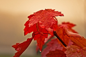 Red Autumn Leaves in Fog