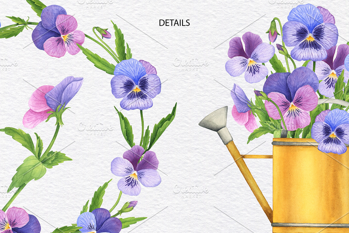 Pansy Watercolor Hand drawn set, a Decorative Illustration by KathrineWatercolor (Photo 9 of 9)