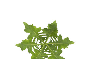 Arugula