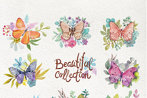 Butterflies And Plants, Collection