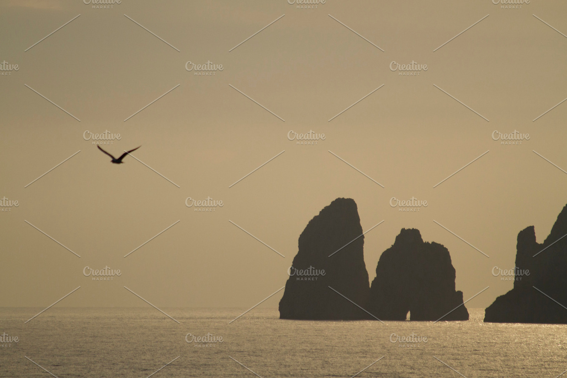 Sunset And Flying Bird