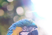Sunlight-Captured Light Leaks, a Palette Add-On by TeddyGraphics (Thumbnail 5 of 18)