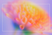 Blurred Floral Ethereal Backgrounds, a Background Graphic by Anzhelika (Thumbnail 4 of 9)