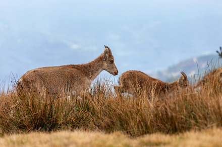 female mountain goat walking with he, an Animal Photo by Perpis