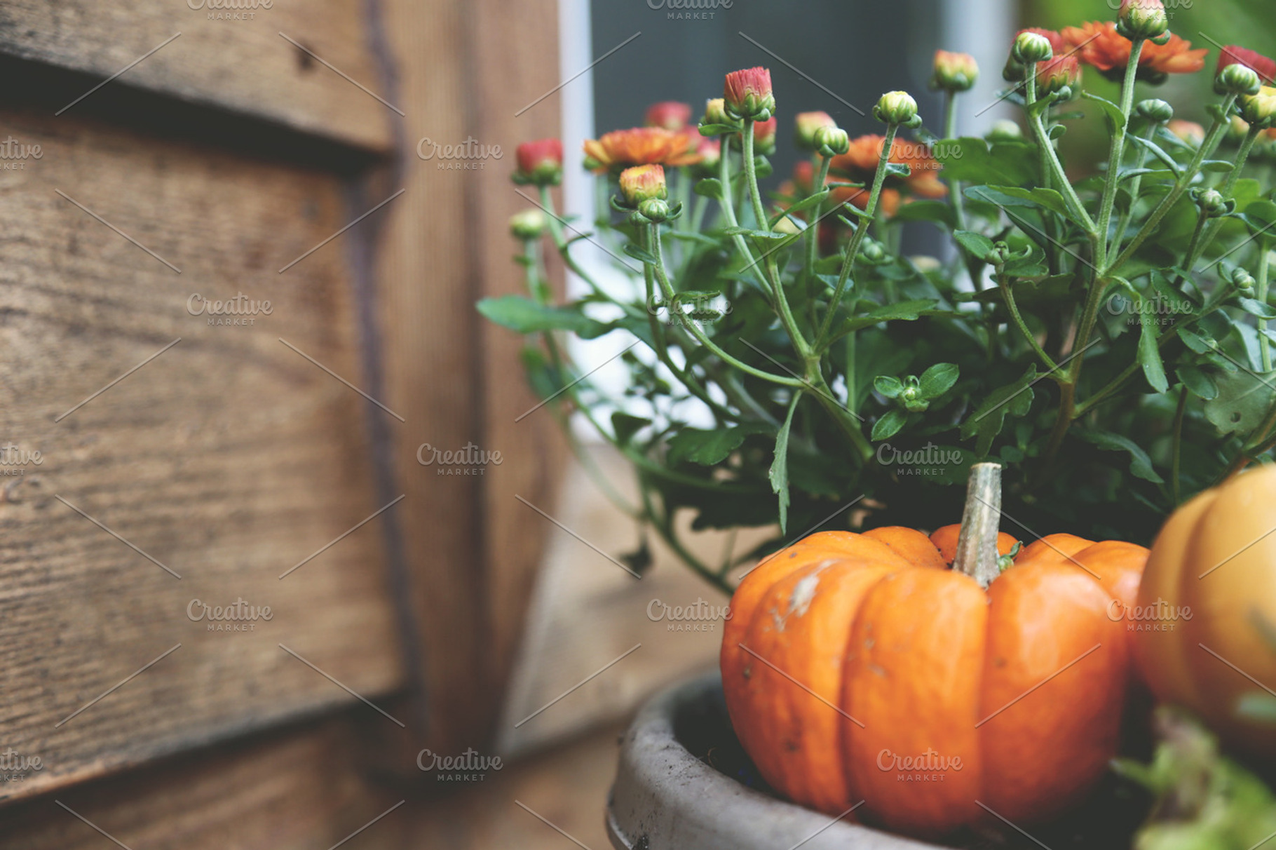 Pumpkins and Mums Fall Decor, a Holiday Photo by BrightShadow Photo Art