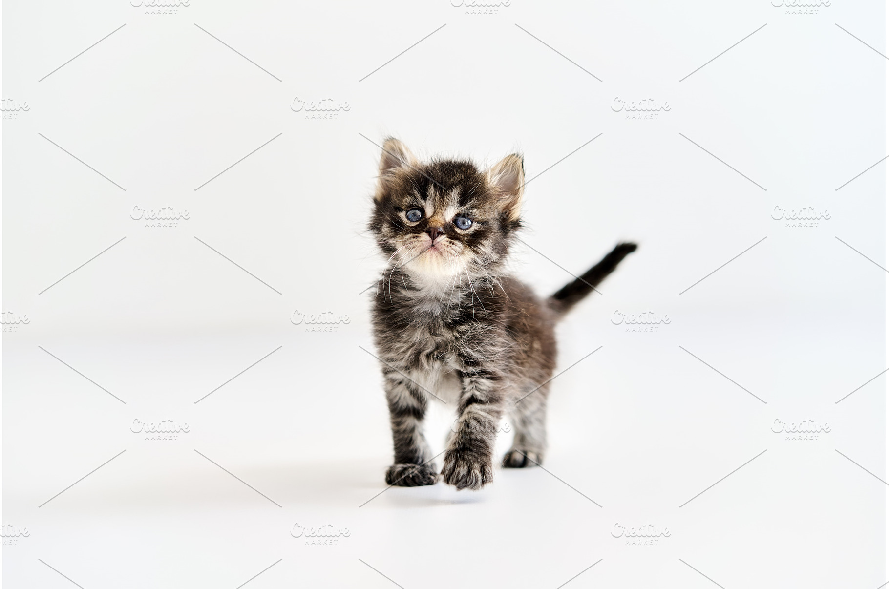Cute tabby kitten standing on white, an Animal Photo by Gladkov photography