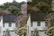 Soulful looks like film Presets, a Preset Add-On by Lookslabs (Thumbnail 7 of 7)