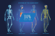 Systems Human Body Anatomy set, a Healthcare Illustration by Alltruecolours (Thumbnail 2 of 5)