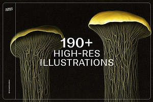 Mushrooms Illustrations