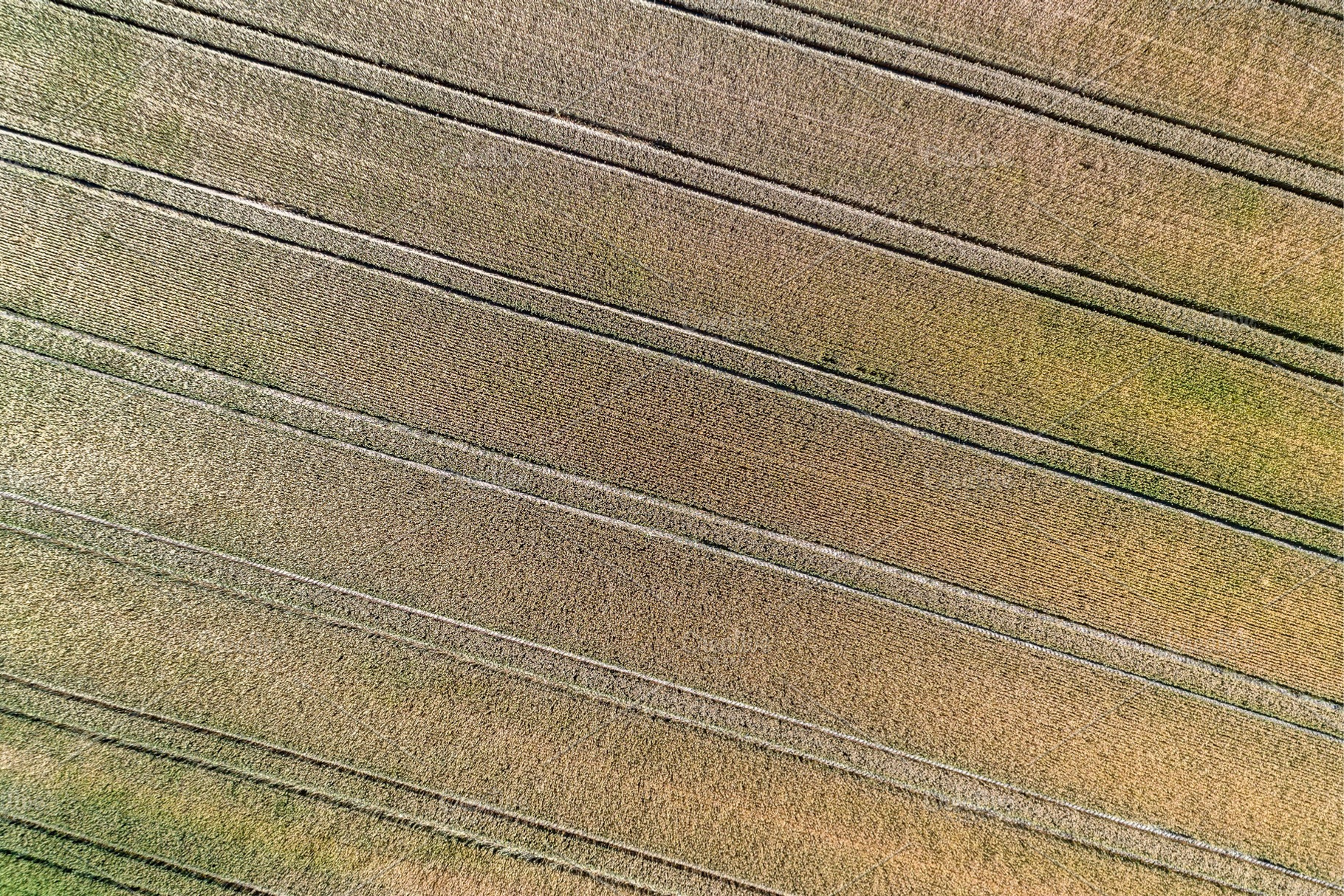Wheat field in the Bas-Rhin department of France, a Nature Photo by Leonid Andronov