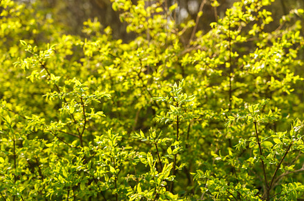 Full frame image of dense lime green shrub with young leaves in late spring or