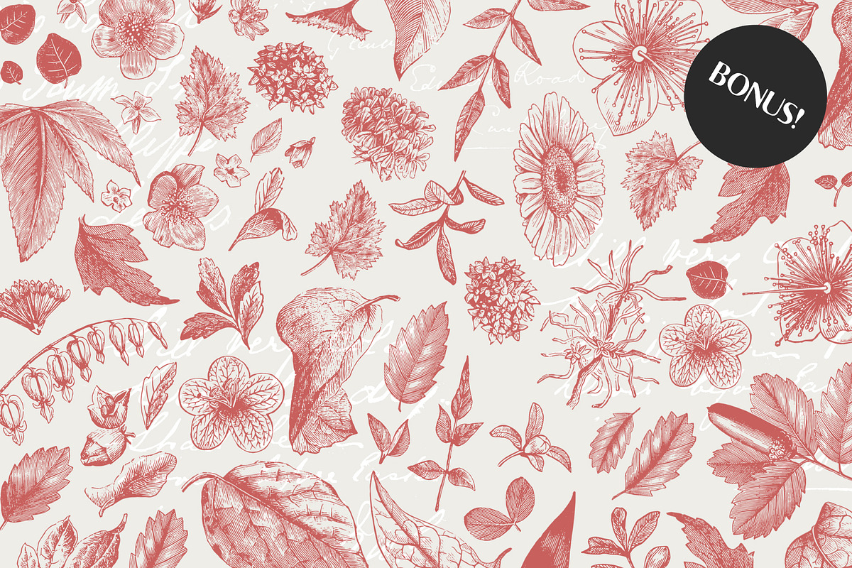 36 Plant & Flower Illustrations, an Illustration by Century Library (Photo 4 of 7)