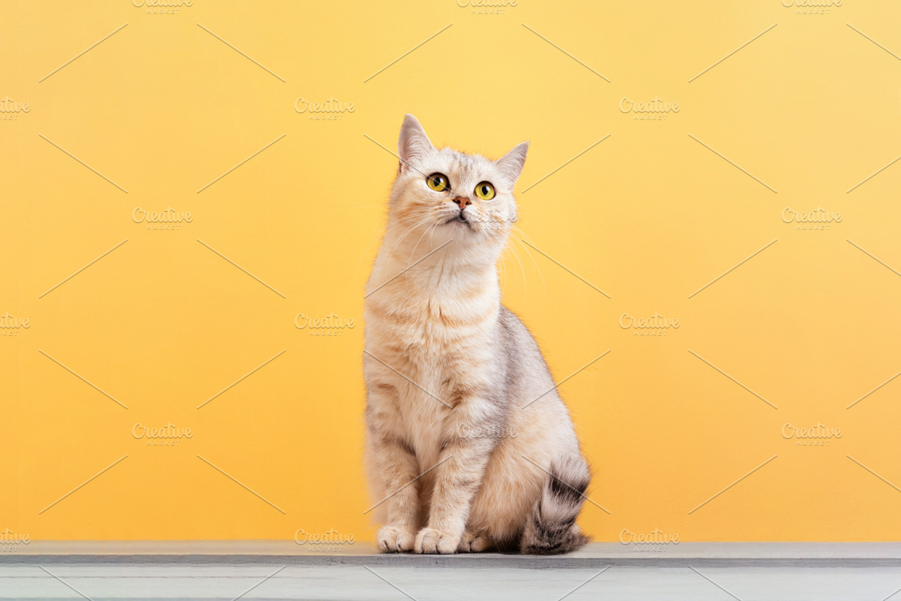Cute Cat on Yellow Background, an Animal Photo by Ales Munt
