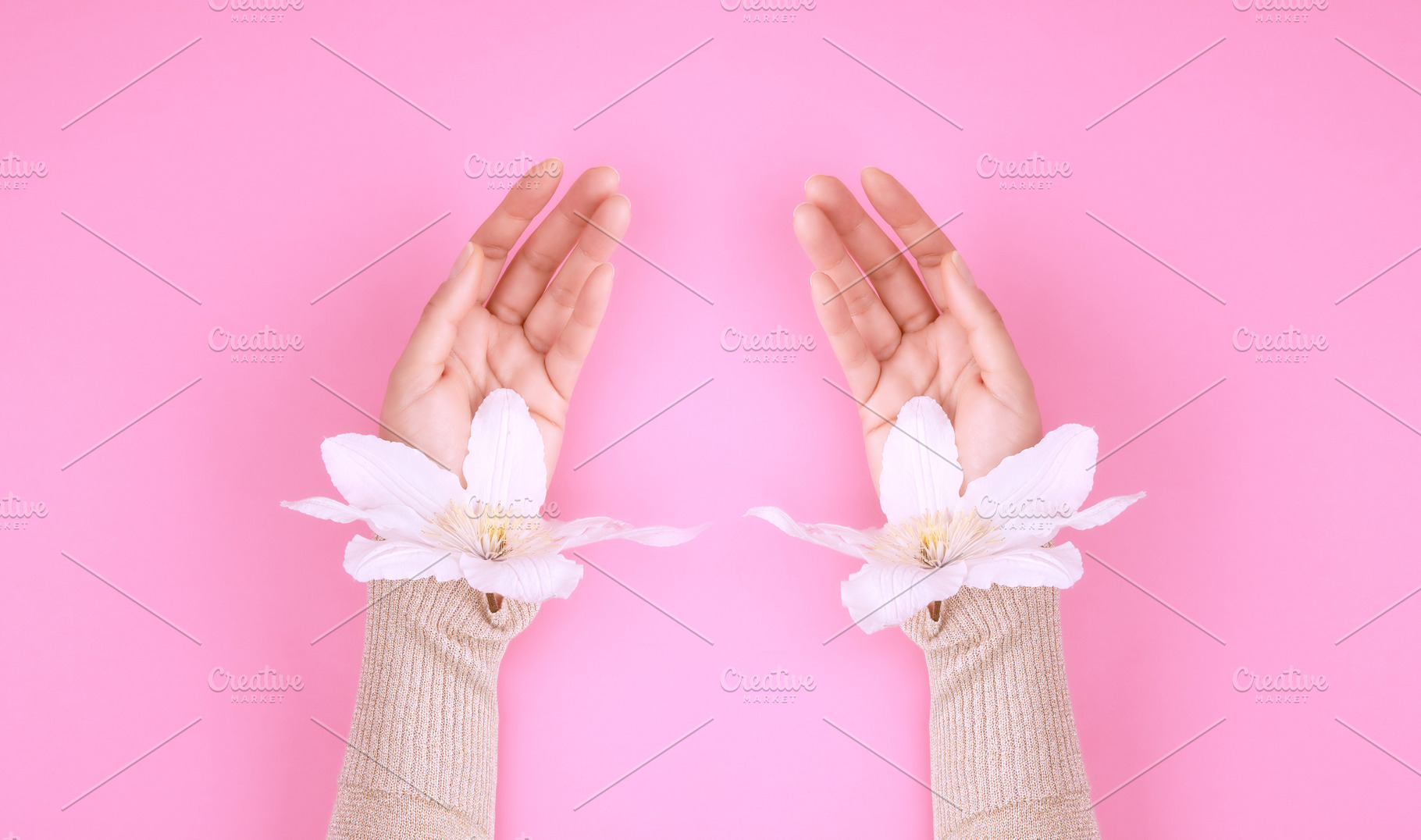 Female hands with delicate white flowers on a pink background, a Person Photo by ndanko