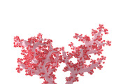 Acropora aasp 1, an Environmental 3D Model by AndrewWhite (Thumbnail 9 of 11)