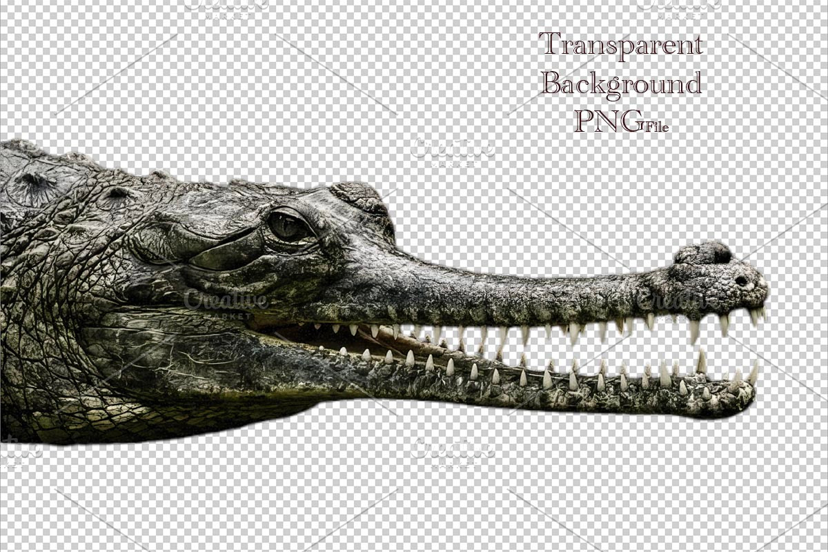 crocodile head with sharp teeth, an Animal Photo by VetalStock (Photo 2 of 2)
