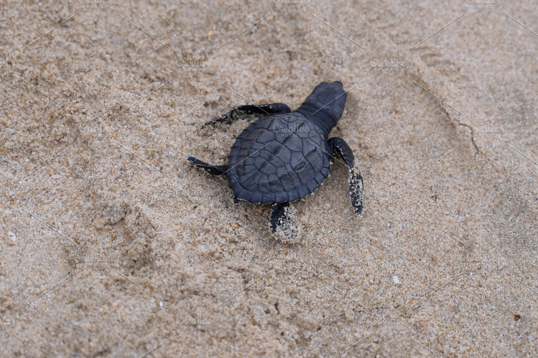 Release of baby turtles Olive Ridley, an Animal Photo by Riza Azhari