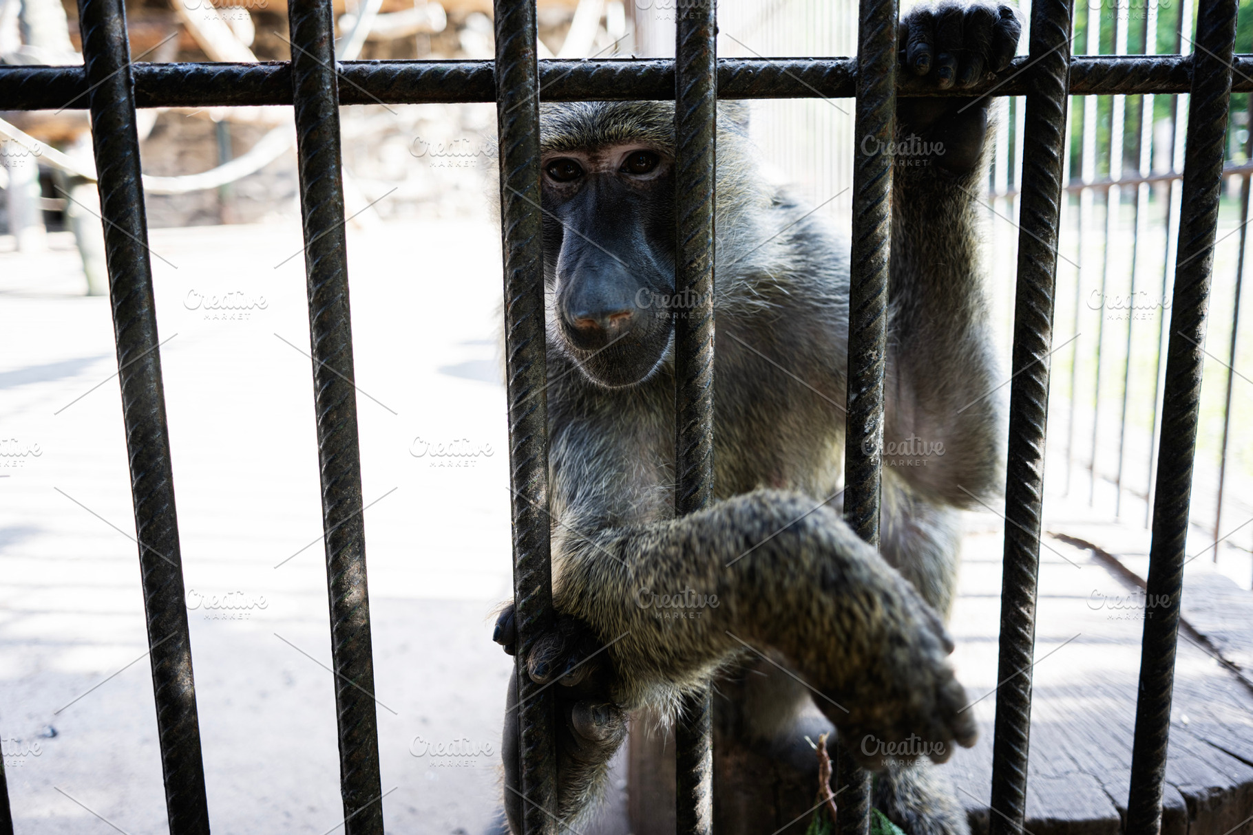 A monkey peering through bars of a cage at a zoo enclosure, a Photo by AS photostudio
