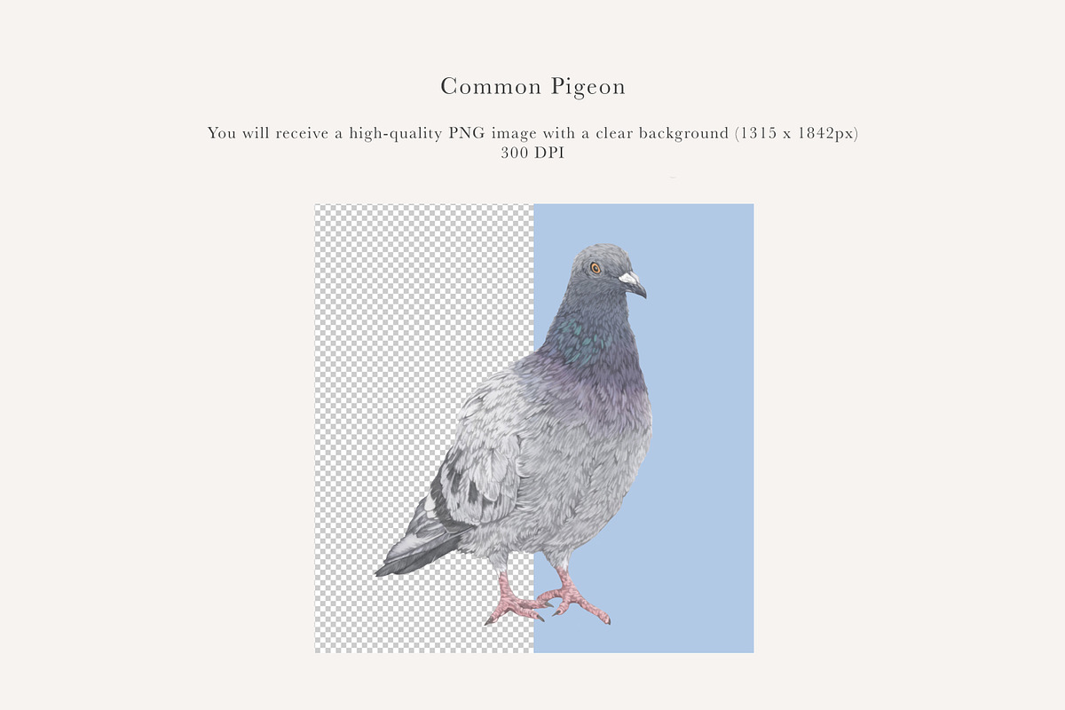 Pigeon Illustration – Hand Drawn PNG, an Animal Illustration by LaurenFittonIllustration (Photo 2 of 8)