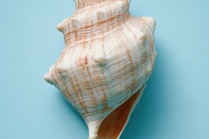 Shell on blue background, a Photo by Virgo Studio