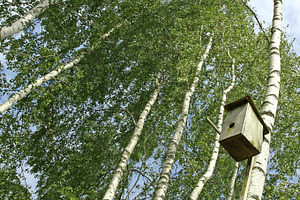 Nesting box, a Nature Photo by BOOCYS