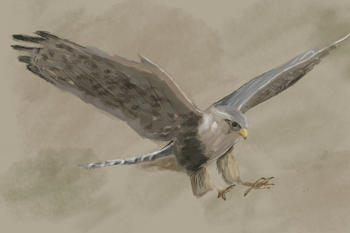 Falcon PSD