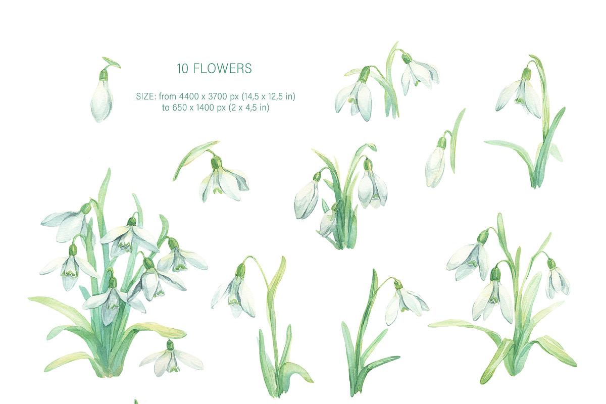 Snowdrop Flower Collection, an Illustration by My Wondercolor (Photo 2 of 4)