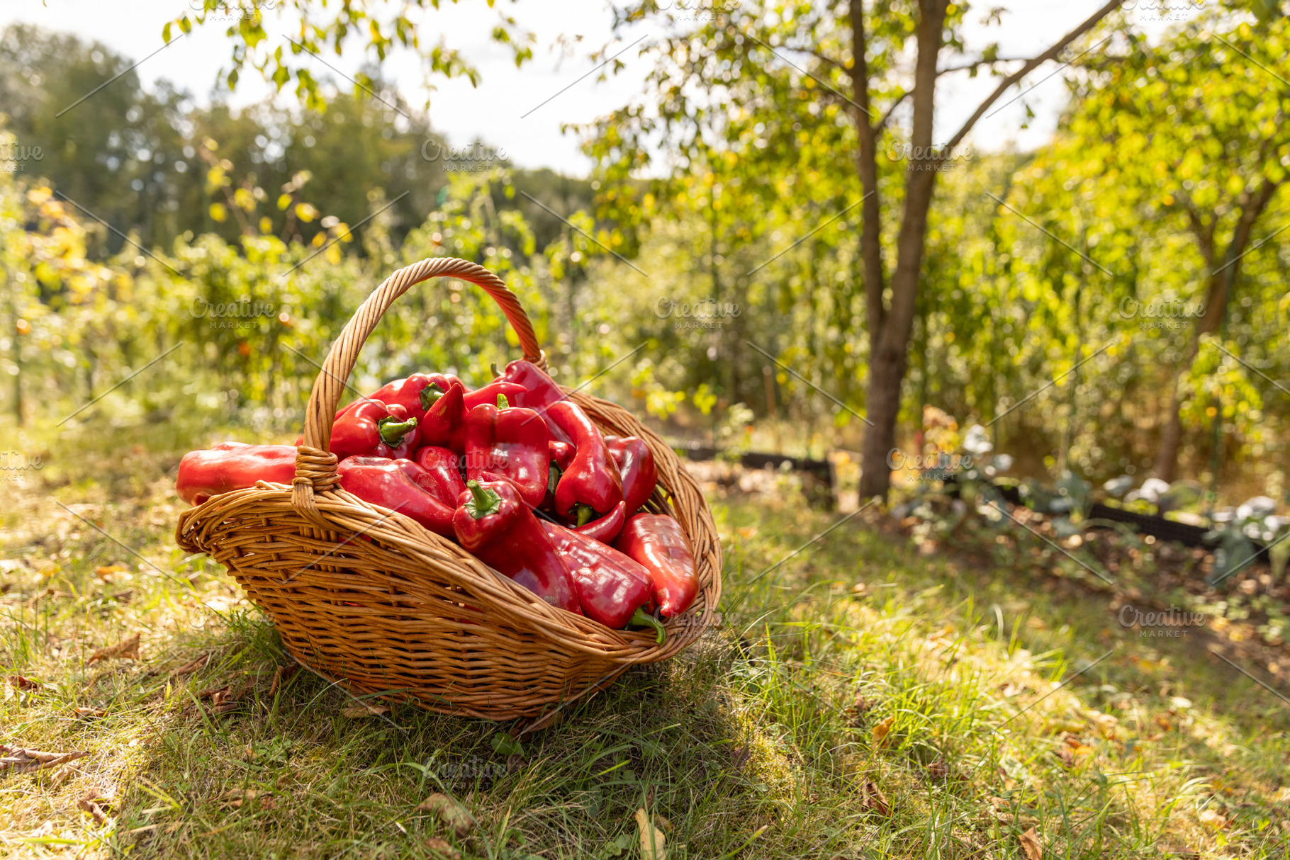 Wicker basket full with red sweet peppers, a Photo by Grafvision photography