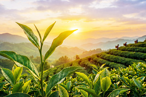 Large green leaves of tea bushes., a Food & Drink Photo by Volff