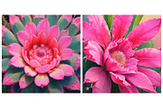 Succulent Floral Flower Nature, a Background Graphic by IrySha (Thumbnail 3 of 6)