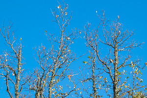 Bare tree branches against a clear blue sky, a Nature Photo by DanFLCreativo