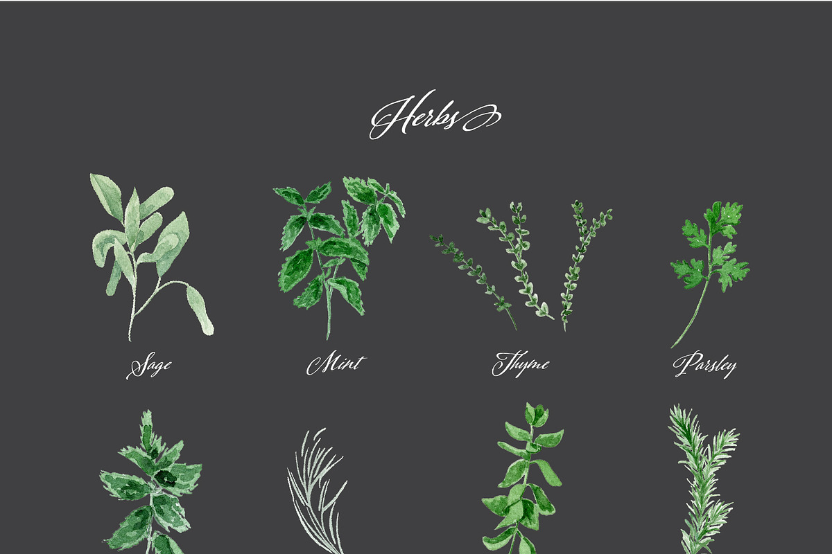 Watercolor Herb Collection, an Illustration by One and Only Paper (Photo 6 of 7)