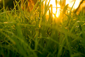 Grass Level Sunrise, a Nature Photo by THP Creative