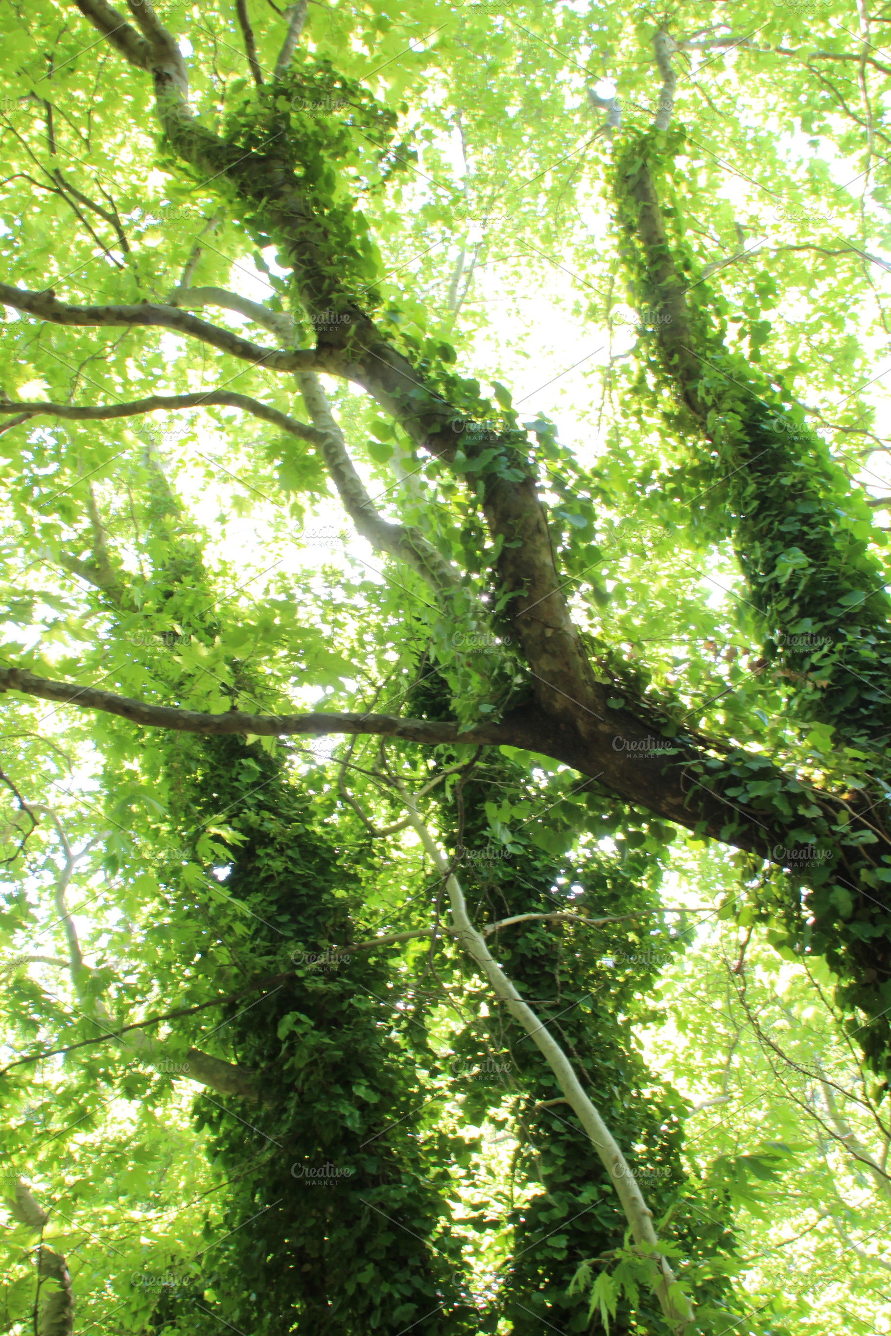 Trees with ivy, a Nature Photo by Renovatio