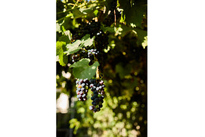 Clusters of ripe grapes hang in a, a Nature Photo by IlliaBondarPhotography