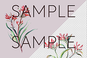 Kangaroo Paw Australian Clipart, a Decorative Illustration by Pawcasso's Portraits (Thumbnail 5 of 6)