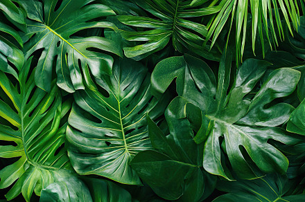 Lush tropical forest leaves create a vibrant green backdrop in a rainforest set, a Nature Photo by AlyaAnd