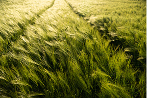 Wide barley field with visible, a Nature Photo by volodymyrshtun13795