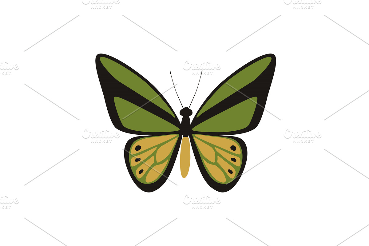 Goliath Birdwing butterfly -, an Animal Illustration by Nadzin