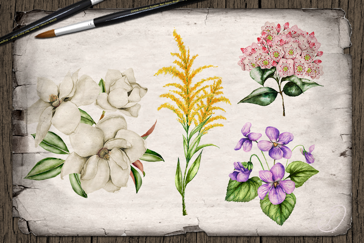 US State Flowers Part 4 Illustration, a Decorative Illustration by DioFlow (Photo 2 of 4)
