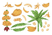 Exotic banana fruit, hand-drawn set, a Food Illustration by Good Studio (Thumbnail 2 of 3)