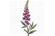 Foxgloves Stems and Flowers, a Decorative Illustration by Bloom Craft Creations (Thumbnail 3 of 11)