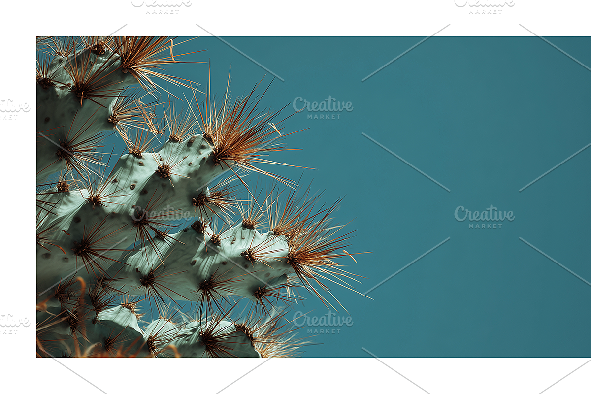Arid Co · Desert Plantscape, a Texture Illustration by milatovar (Photo 15 of 20)
