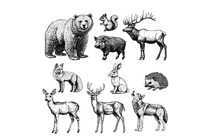 wild forest animals engraving. bear, an Animal Illustration by Stock-Smart-Start