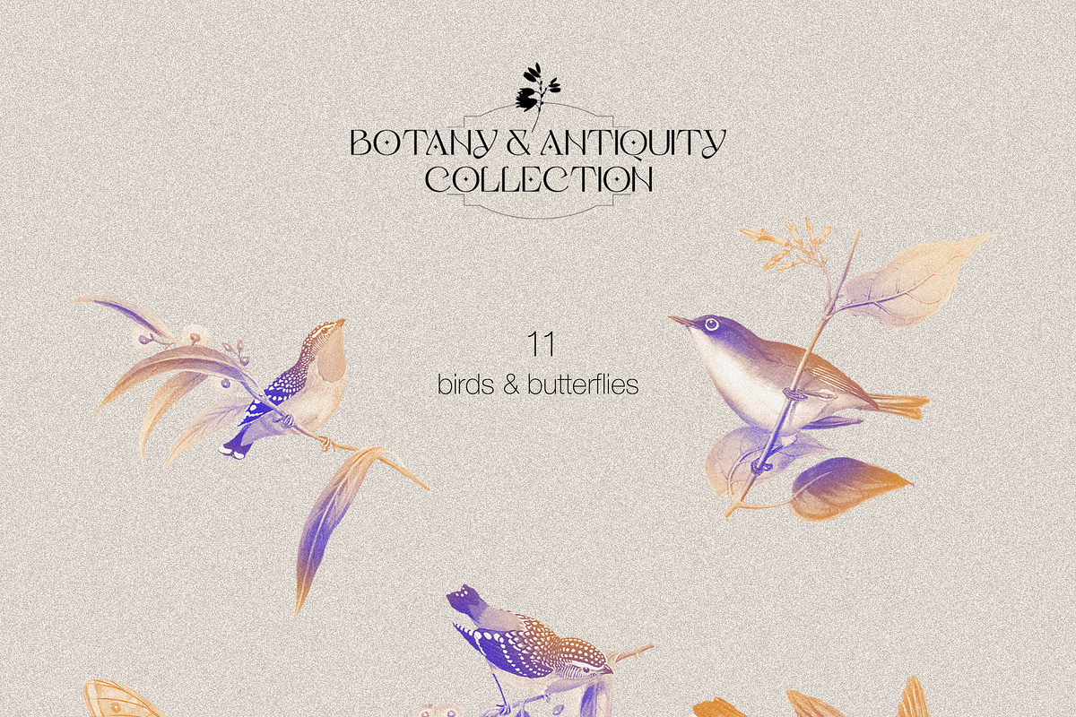 Botany & Antiquity Collection, an Object Graphic by Natali Batu (Photo 10 of 20)