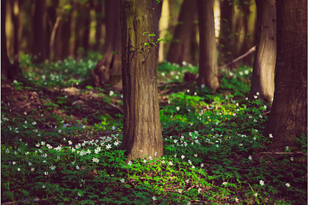 Flowering green forest with white, a Nature Photo by Nature and travel