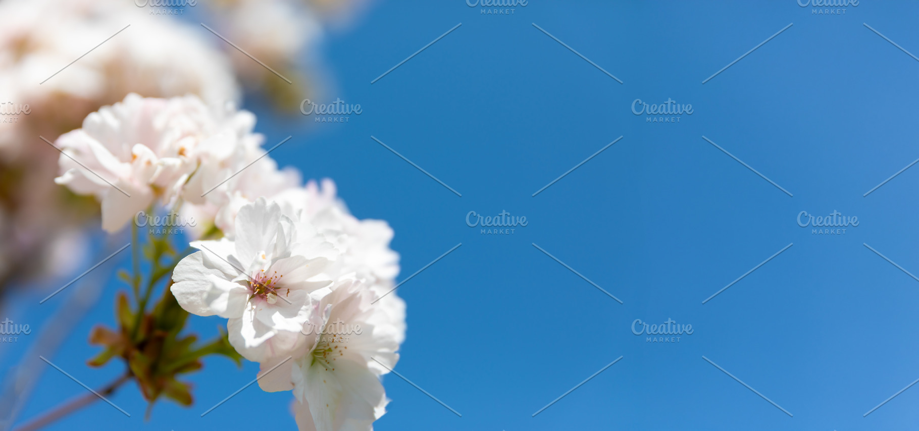 Close-up of soft white cherry blossoms blooming under a clear bl, a Nature Photo by Ales Munt