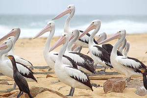Australian pelicans